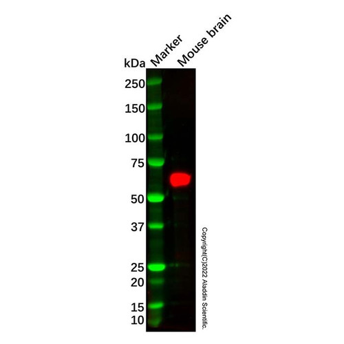 recombinant crmp4 antibody (c09-1610-589)