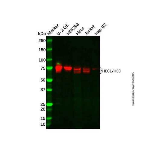 recombinant hec1/hec antibody (c09-1610-748)