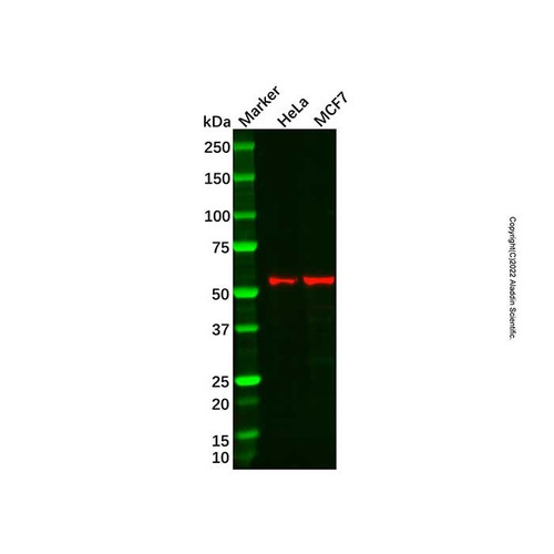 recombinant p60 katanin antibody (c09-1611-146)