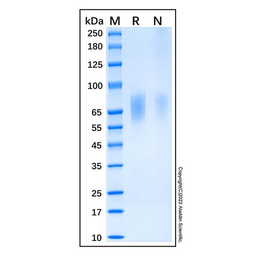 recombinant human guanylyl cyclase c/gucy2c protein (c09-1613-011)