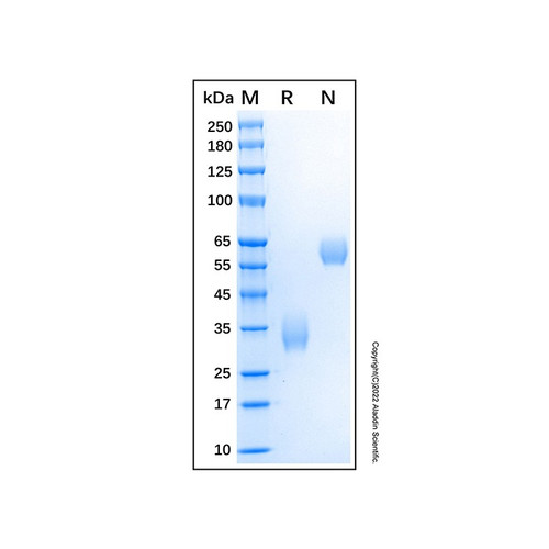recombinant human lox-1/olr1 protein (c09-1613-057)
