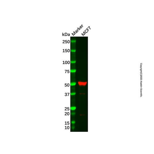 adat1 antibody (c09-1934-904)