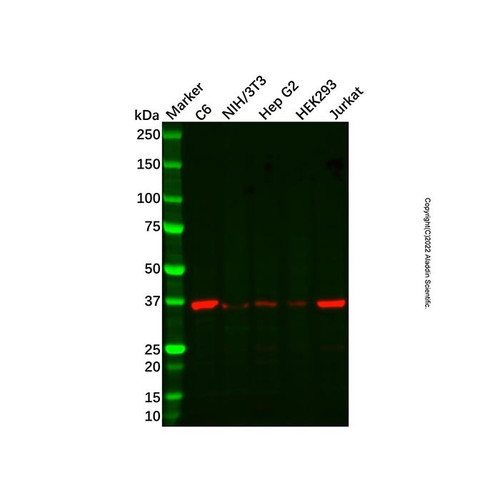 adat3 antibody (c09-1934-908)