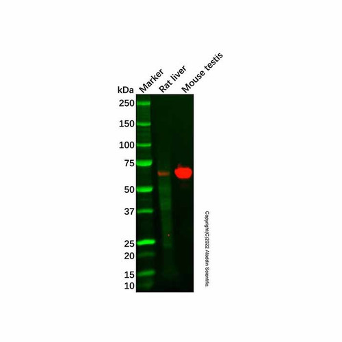 aldehyde dehydrogenase 10 mouse mab (c09-1934-961)