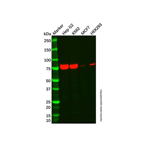 arid3a antibody (c09-1935-100)