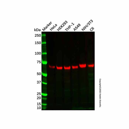 banp mouse mab (c09-1935-227)