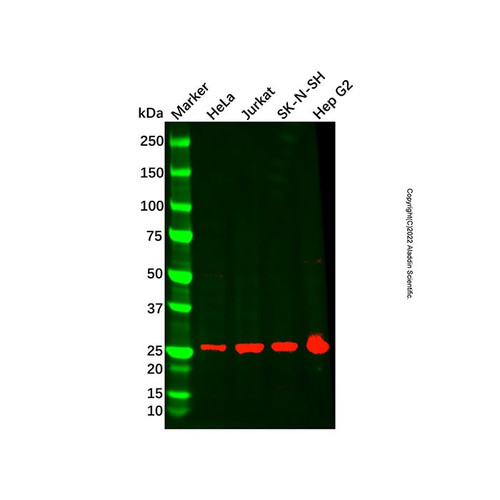 bdh2 antibody (c09-1935-257)