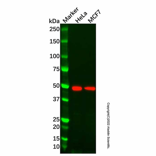 bmp3 antibody (c09-1935-316)