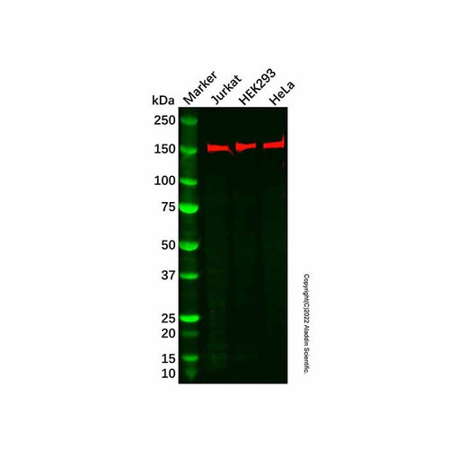 recombinant clasp1 antibody (c09-1935-826)