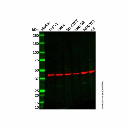 cx3cr1 antibody (c09-1936-012)