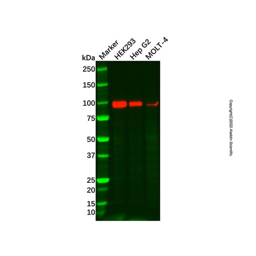 enpp2/atx antibody (c09-1936-417)