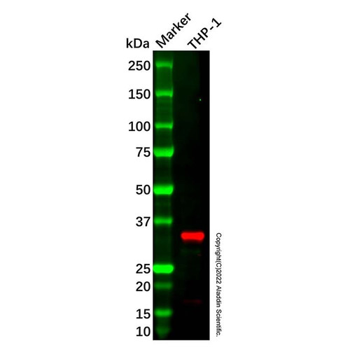 galectin 9/gal-9 antibody (c09-1936-754)