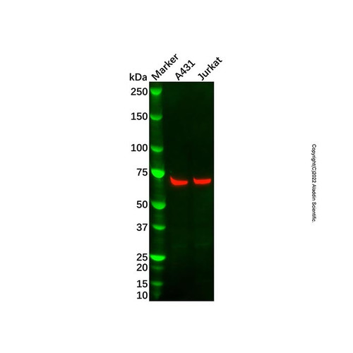 recombinant gbp1 antibody (c09-1936-796)