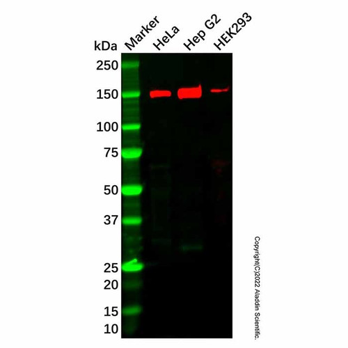 recombinant hdlbp antibody (c09-1937-066)