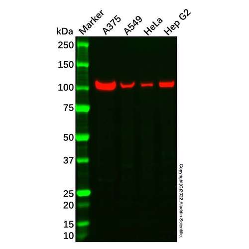 hsp105/hsp110 antibody (c09-1937-206)