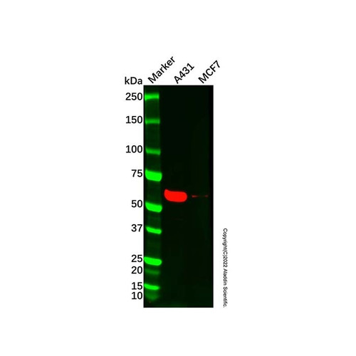 ifit3/p60 antibody (c09-1937-272)