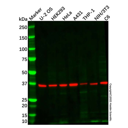 ifn gamma receptor beta/af-1 antibody (c09-1937-276)