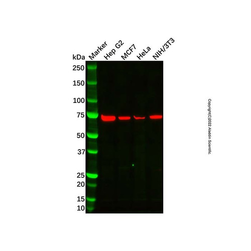 il-20r1 antibody (c09-1937-328)