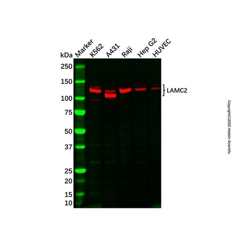 lamc2 antibody (c09-1937-558)