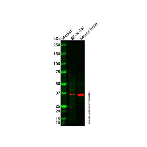 lefty2 antibody (c09-1937-590)