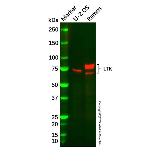 recombinant ltk antibody (c09-1937-647)