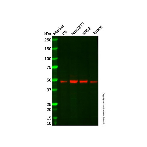 recombinant meis1 antibody (c09-1937-748)