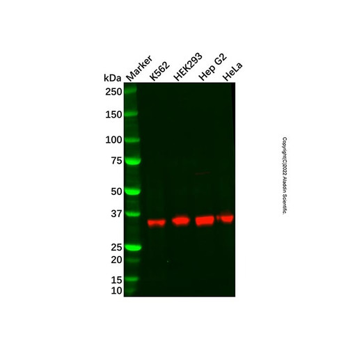 recombinant nth1 antibody (c09-1938-171)