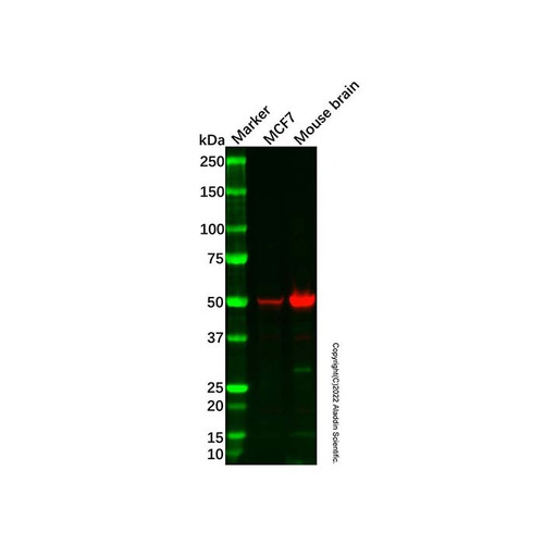 pvrl1/nectin1 antibody (c09-1938-679)