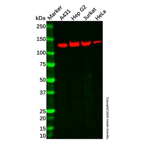 rab3gap1 antibody (c09-1938-715)