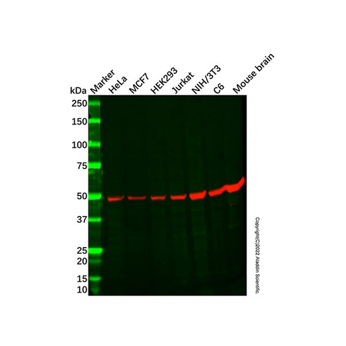 recombinant sept7 antibody (c09-1938-994)