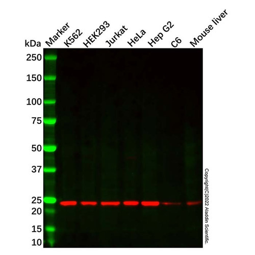 anti-srp19 antibody (c09-1939-173)