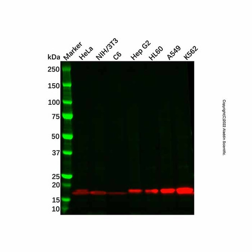 recombinant superoxide dismutase 1 antibody (c09-1939-221)