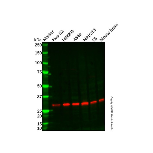 recombinant vps24 antibody (c09-1939-687)