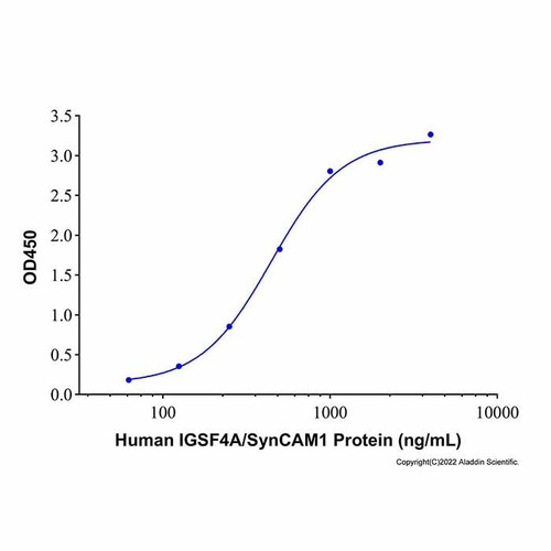 recombinant human igsf4a/syncam1 protein (c09-1943-222)