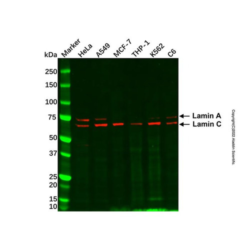 lamin a/c mouse mab (c09-1944-199)