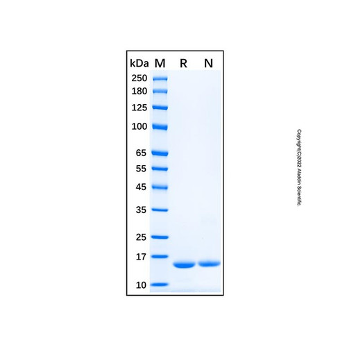 recombinant human vap-b protein (c09-1958-802)
