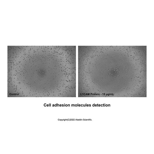 recombinant human l1cam protein (c09-1958-854)