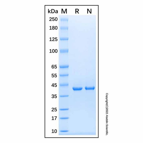 recombinant human pka c alpha protein (c09-1958-872)