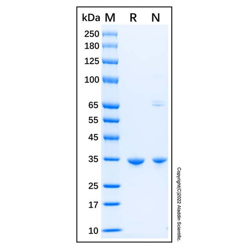 recombinant human sult1a3 protein (c09-1958-972)