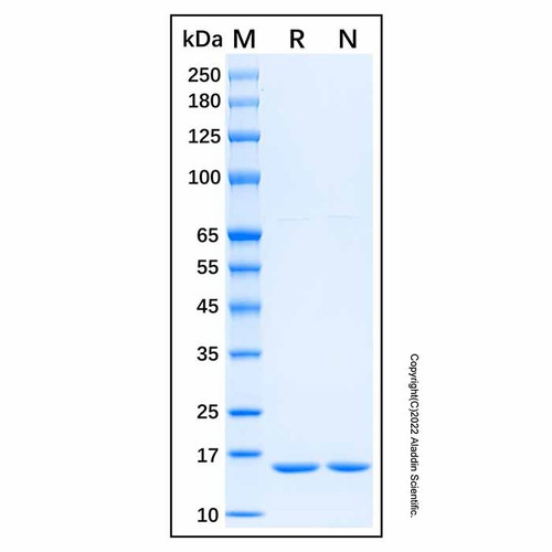 recombinant mouse il-1 alpha/il-1f1 protein (c09-1959-042)