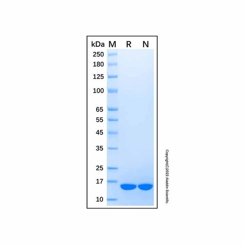 recombinant equine il-1 beta/il-1f2 protein (c09-1959-047)