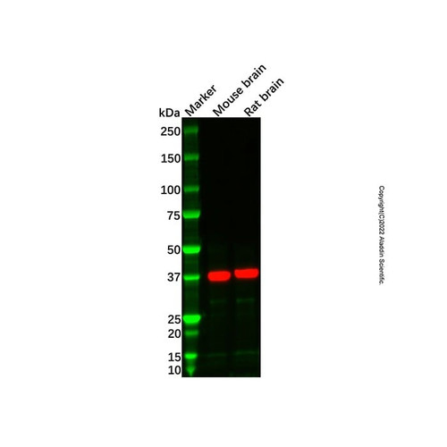 recombinant haptoglobin antibody (c007b-568572)