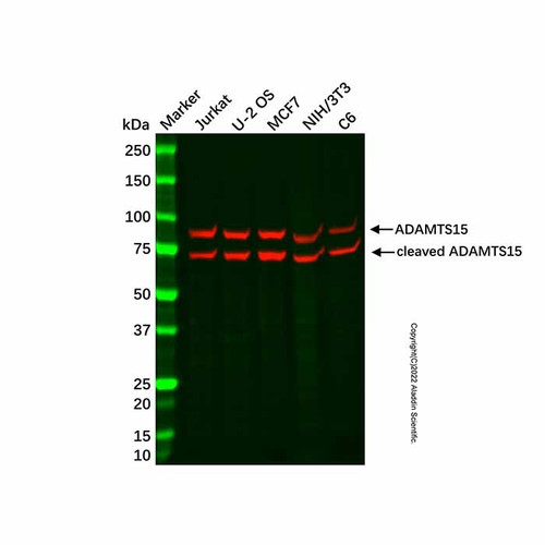 adamts15 antibody (c007b-568598)