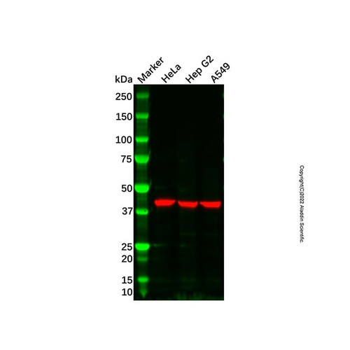 adh1c antibody (c007b-568609)