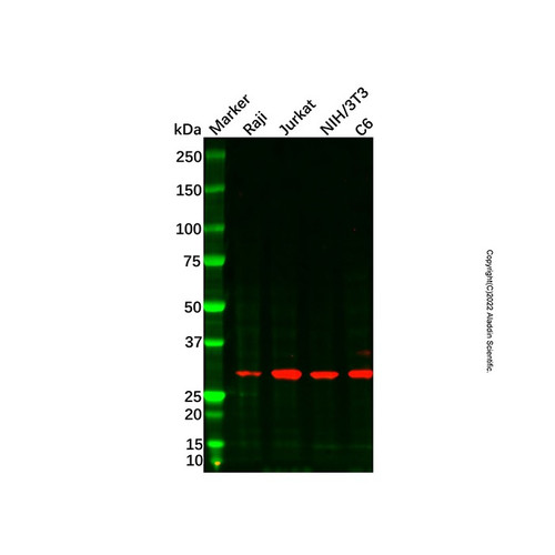 agpat1 antibody (c007b-568618)