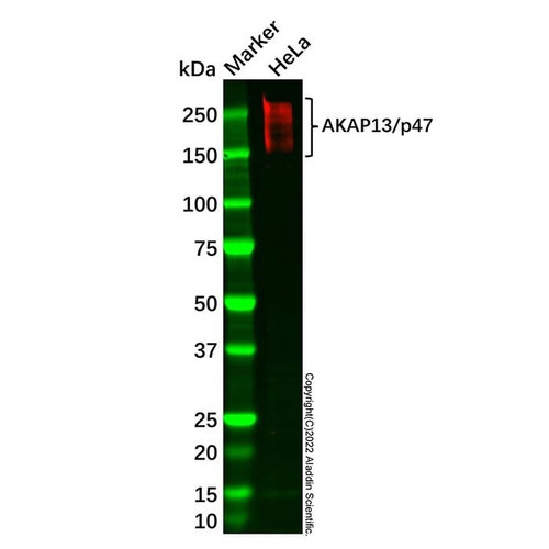 akap13/p47 antibody (c007b-568631)