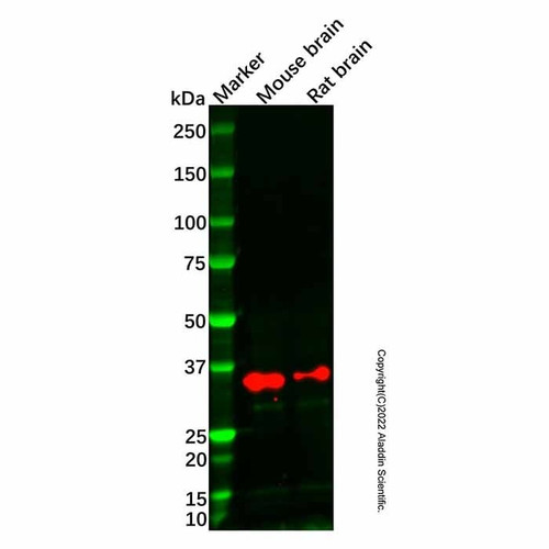 bcat1 antibody (c007b-568762)