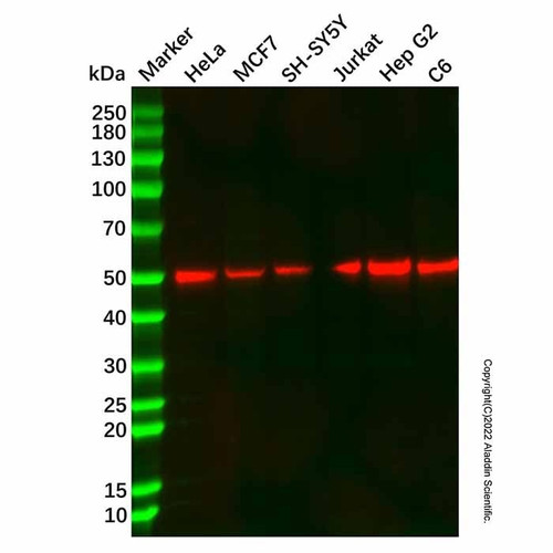 recombinant cyclin a1/a2 antibody (c007b-568978)