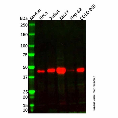 recombinant cyclin e2 antibody (c007b-568990)