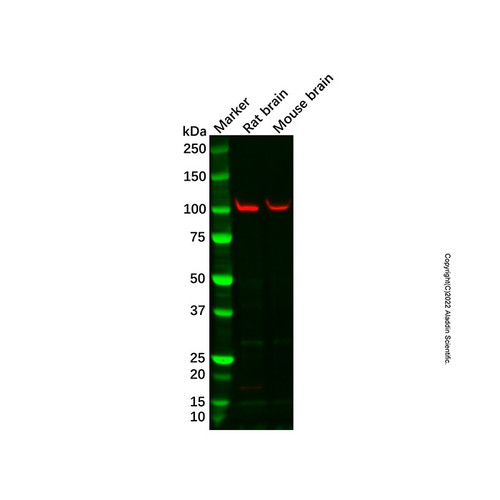 recombinant disc1 antibody (c007b-569023)